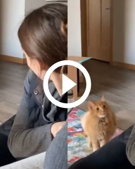 Femme et Kitty jouent au feu vert clair rouge du jeu Squid. Regarder 15 Femme et Kitty jouent au feu vert clair rouge du jeu Squid. Regarder - 14