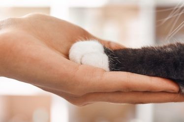 Pourquoi tant de chats ont les pattes blanches ? - 9