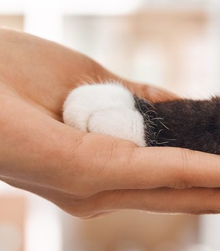 Pourquoi tant de chats ont les pattes blanches ? 2 Pourquoi tant de chats ont les pattes blanches ? - 1