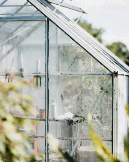 Un expert en jardinage révèle comment faire pousser parfaitement vos propres légumes cet été 217 Un expert en jardinage révèle comment faire pousser parfaitement vos propres légumes cet été - 216