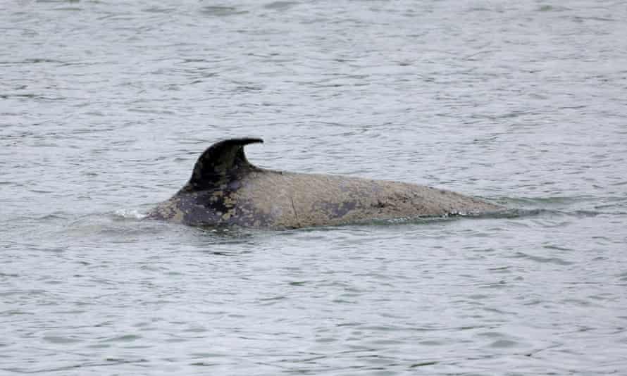 Orque malade coincée dans la Seine française pour être attirée en mer à l'aide d'un drone avec haut-parleurs | France 1 La nageoire caractéristique de l'orque dans la Seine