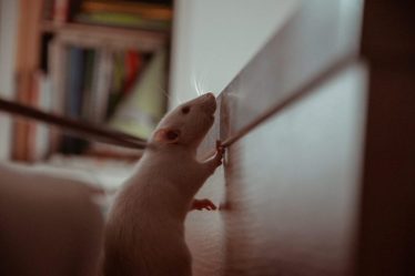 Que faire si vous soupçonnez la présence de rats dans vos murs : guide du propriétaire - 8