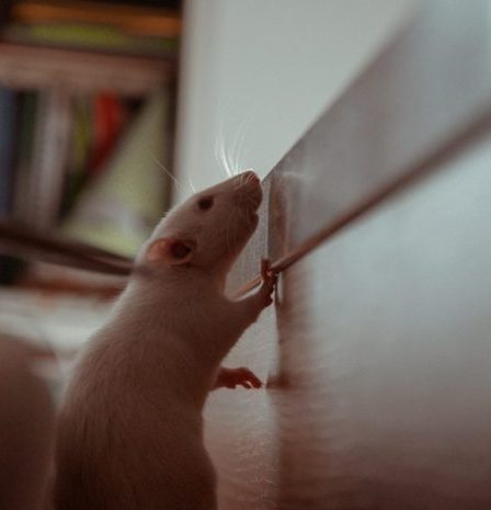 Que faire si vous soupçonnez la présence de rats dans vos murs : guide du propriétaire 27 Que faire si vous soupçonnez la présence de rats dans vos murs : guide du propriétaire - 26