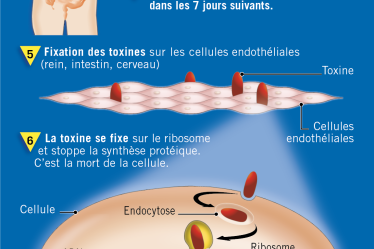 Qu'est-ce que la bactérie Escherichia coli ? – La science et le futur › Geek News - 5
