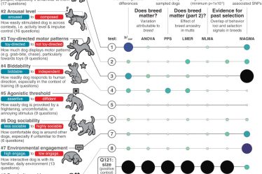 Une étude suggère que le comportement des chiens n'est pas lié à leur race - 9