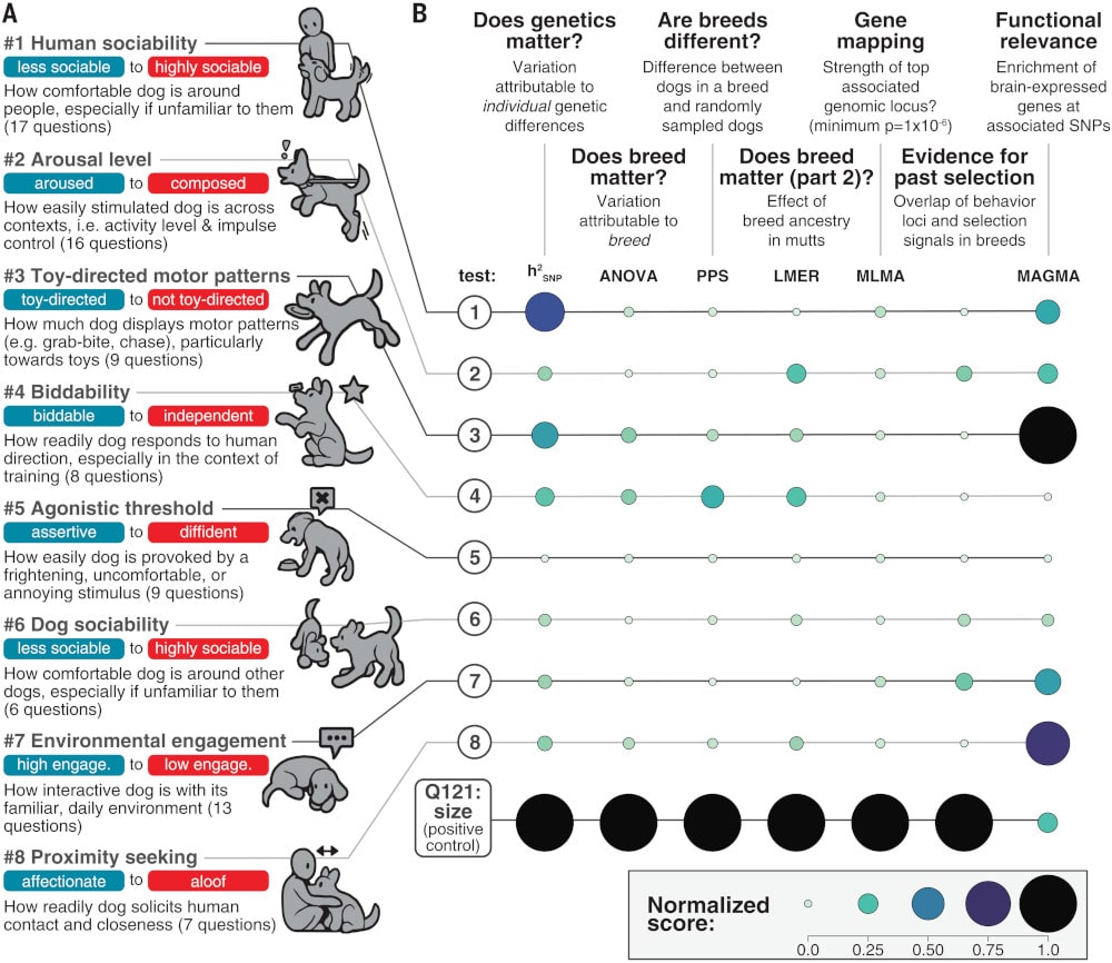 Une étude suggère que le comportement des chiens n'est pas lié à leur race 2 Une étude suggère que le comportement des chiens n'est pas lié à leur race - 1