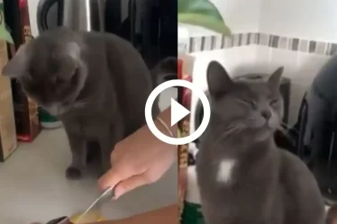 Une femme coupe un oignon devant un chat, sa réaction est la plus drôle. Regarde regarde - 9