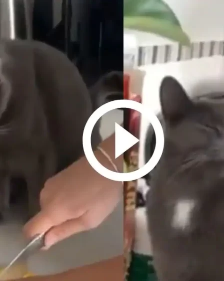 Une femme coupe un oignon devant un chat, sa réaction est la plus drôle. Regarde regarde 106 Une femme coupe un oignon devant un chat, sa réaction est la plus drôle. Regarde regarde - 105