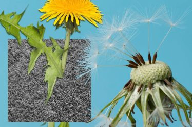 10 mauvaises herbes communes et comment s'en débarrasser pour de bon - 6