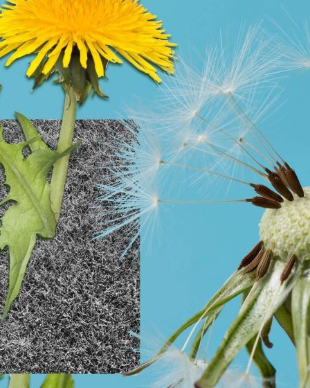 10 mauvaises herbes communes et comment s'en débarrasser pour de bon 11 10 mauvaises herbes communes et comment s'en débarrasser pour de bon - 10
