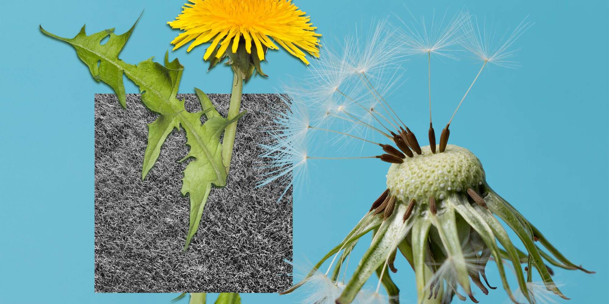 10 mauvaises herbes communes et comment s'en débarrasser pour de bon 2 10 mauvaises herbes communes et comment s'en débarrasser pour de bon - 1