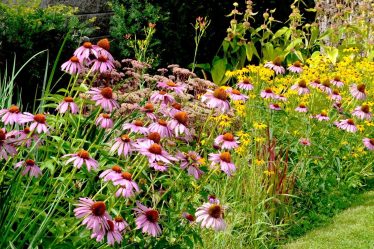 13 plantes résistantes à la sécheresse qui amélioreront l'attrait extérieur de votre maison - 13