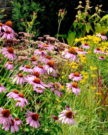13 plantes résistantes à la sécheresse qui amélioreront l'attrait extérieur de votre maison 26 13 plantes résistantes à la sécheresse qui amélioreront l'attrait extérieur de votre maison - 25
