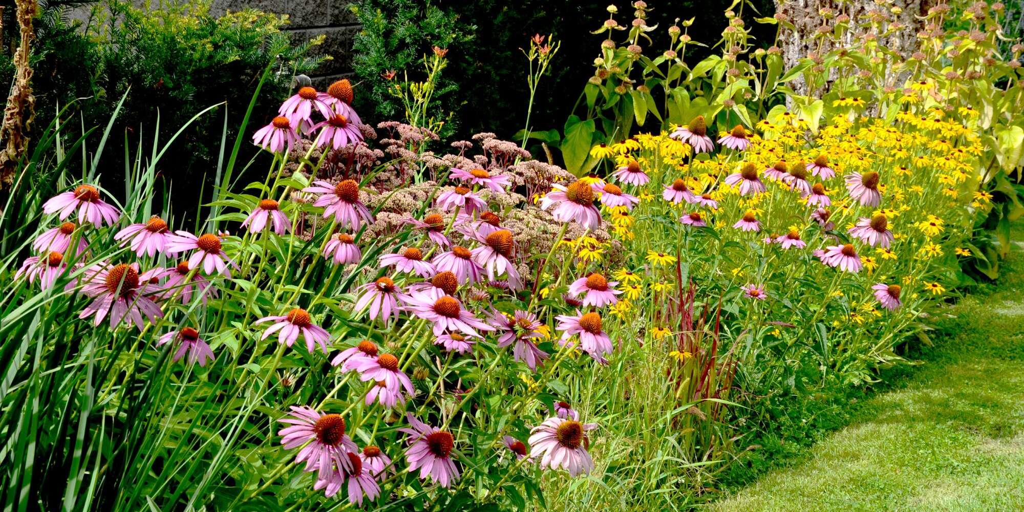 13 plantes résistantes à la sécheresse qui amélioreront l'attrait extérieur de votre maison 2 13 plantes résistantes à la sécheresse qui amélioreront l'attrait extérieur de votre maison - 1