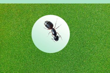 Comment se débarrasser des fourmis dans votre maison et votre jardin - 10