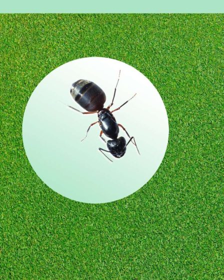 Comment se débarrasser des fourmis dans votre maison et votre jardin 65 Comment se débarrasser des fourmis dans votre maison et votre jardin - 64