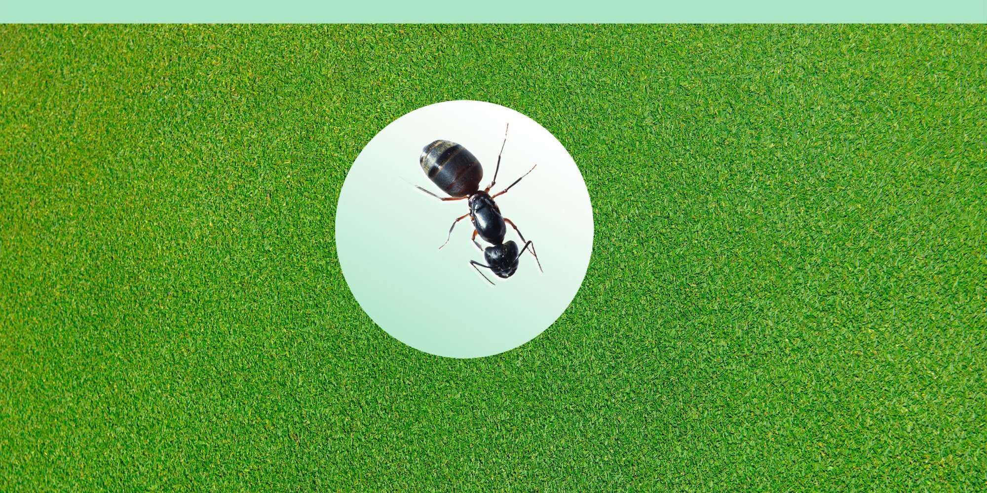 Comment se débarrasser des fourmis dans votre maison et votre jardin 2 Comment se débarrasser des fourmis dans votre maison et votre jardin - 1