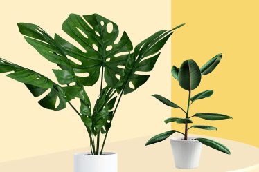 Comment rempoter une plante en 5 étapes simples - 9