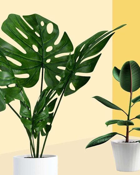 Comment rempoter une plante en 5 étapes simples 41 Comment rempoter une plante en 5 étapes simples - 40