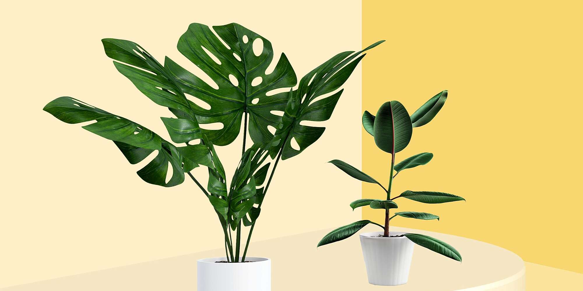 Comment rempoter une plante en 5 étapes simples 2 Comment rempoter une plante en 5 étapes simples - 1