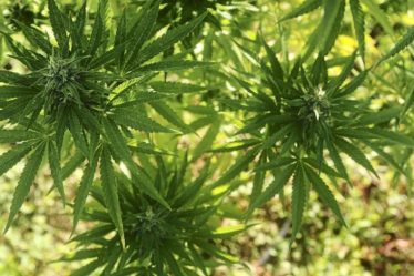plante de cannabis démantelée dans un hangar, garde à vue prolongée › Geeky News - 10