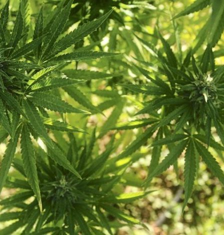 plante de cannabis démantelée dans un hangar, garde à vue prolongée › Geeky News 81 plante de cannabis démantelée dans un hangar, garde à vue prolongée › Geeky News - 80