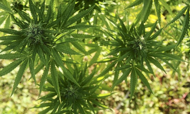 plante de cannabis démantelée dans un hangar, garde à vue prolongée › Geeky News - 1