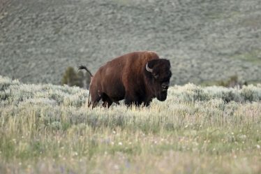 Une femme encornée et lancée dans les airs après s'être approchée d'un bison dans le parc national de Yellowstone - 7