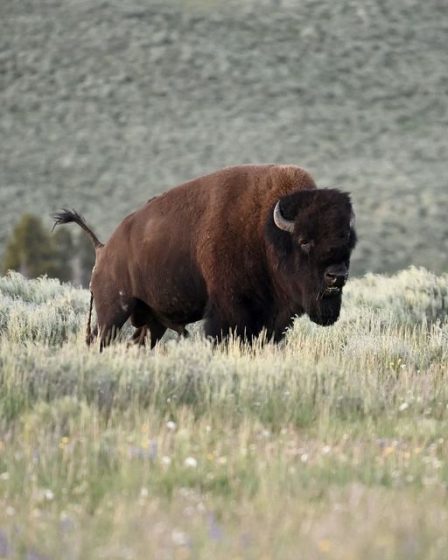 Une femme encornée et lancée dans les airs après s'être approchée d'un bison dans le parc national de Yellowstone - 91