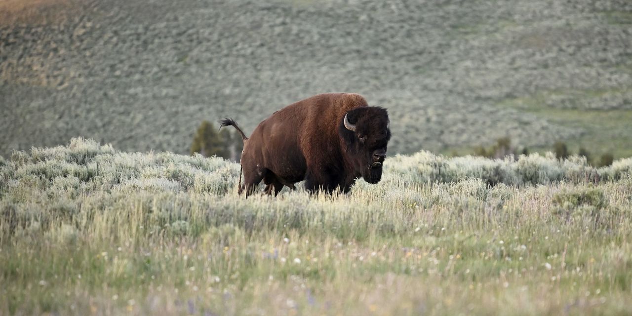 Une femme encornée et lancée dans les airs après s'être approchée d'un bison dans le parc national de Yellowstone 2 Une femme encornée et lancée dans les airs après s'être approchée d'un bison dans le parc national de Yellowstone - 1
