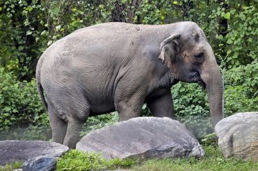 L'éléphant du zoo du Bronx nommé Happy n'est pas une personne, selon les règles du tribunal de New York - 5