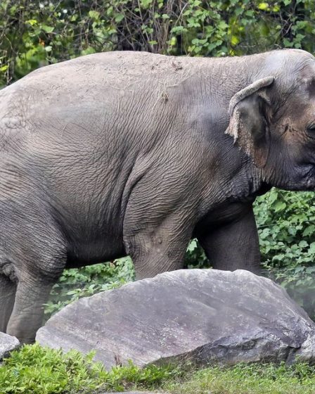 L'éléphant du zoo du Bronx nommé Happy n'est pas une personne, selon les règles du tribunal de New York 70 L'éléphant du zoo du Bronx nommé Happy n'est pas une personne, selon les règles du tribunal de New York - 69