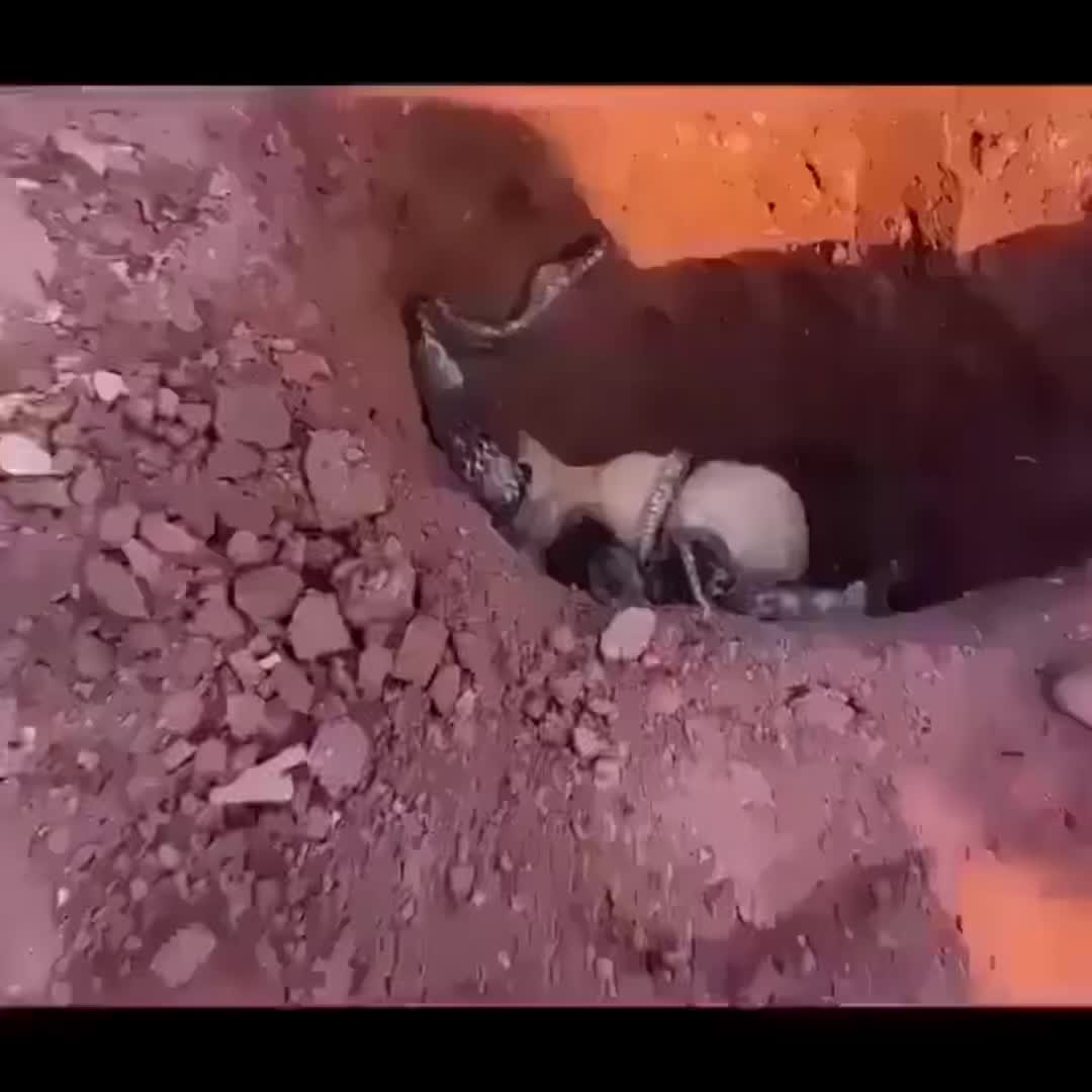 #rescueanimals, #animalhaven, #sheltersurvivor, # Support_of_animal_rights, #animal_love, #animalaid, #dogvillage_, #rescueanimalsofinstagram, #rescueanimal, #paralyzeddog, #human, #animalsancaprending, #ralcome #trendingnow #reels #explore #instagram #foryou #explorepage #trendingreels #tiktok #viralpost