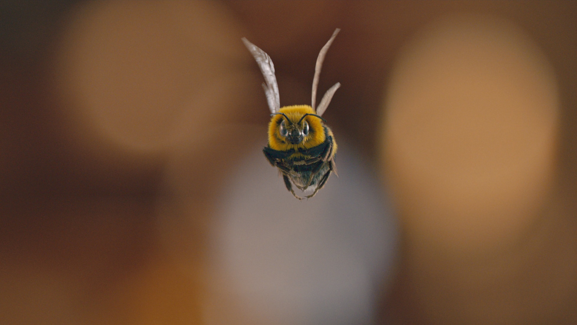 Mr Bean rencontre Breaking Bad – pourquoi Man vs Bee est un chef-d'œuvre de la comédie 8 L'homme contre l'abeille. Image : Netflix