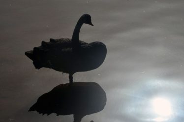 Ce cygne noir "sous-estimé" pourrait apporter un nouveau chaos à l'économie mondiale - 5