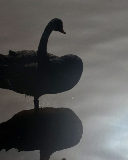 Ce cygne noir "sous-estimé" pourrait apporter un nouveau chaos à l'économie mondiale - 9