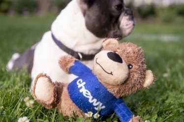 L'activité «défensive» de Chewy pourrait briller car les animaux de compagnie ont besoin de nourriture dans n'importe quel climat économique, selon un analyste - 9