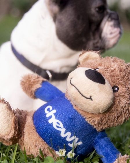 L'activité «défensive» de Chewy pourrait briller car les animaux de compagnie ont besoin de nourriture dans n'importe quel climat économique, selon un analyste 52 L'activité «défensive» de Chewy pourrait briller car les animaux de compagnie ont besoin de nourriture dans n'importe quel climat économique, selon un analyste - 51