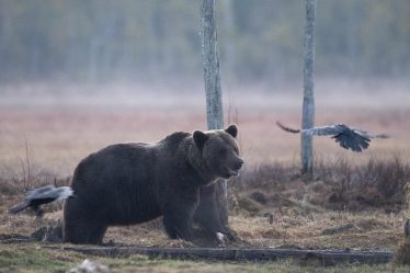Combien de temps les actions resteront-elles dans un marché baissier ? Cela dépend si une récession frappe, selon l'Institut Wells Fargo - 7