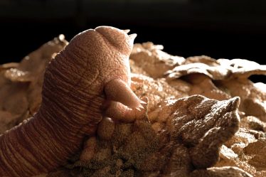 Les minuscules acariens qui ont des relations sexuelles sur votre visage sont sur le point de disparaître - et ce sera une mauvaise nouvelle pour votre peau - 5