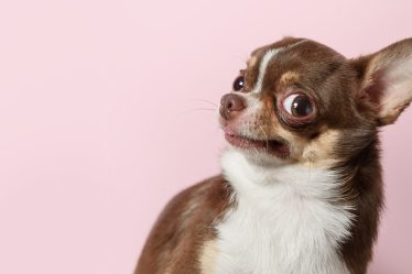 Les chiens savent-ils quand ils pètent ? - 5