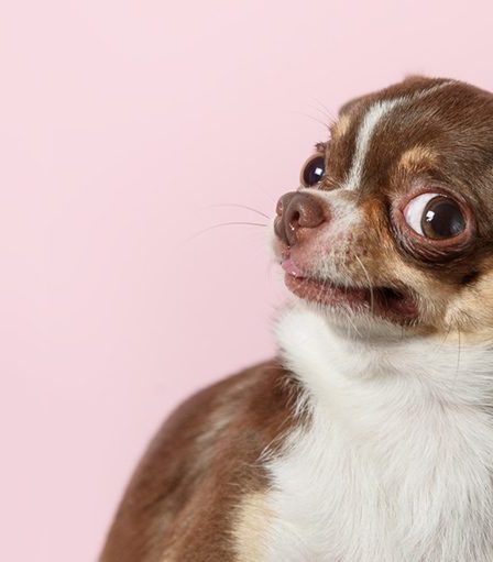 Les chiens savent-ils quand ils pètent ? 14 Les chiens savent-ils quand ils pètent ? - 13