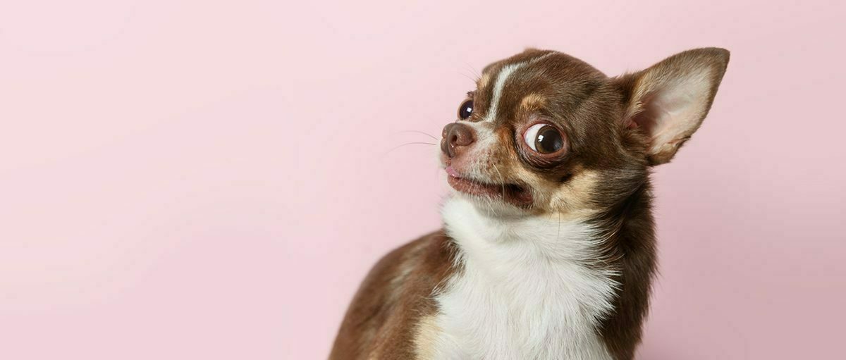 Les chiens savent-ils quand ils pètent ? 2 Les chiens savent-ils quand ils pètent ? - 1