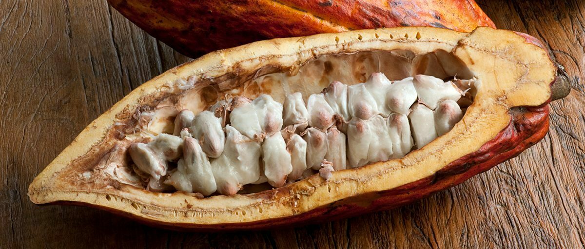 Comment est fabriqué le chocolat ? | Magazine de la BBC sur la science - 1