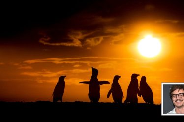 L'acteur racontera l'émission "Patagonia" sur la nature - The Hollywood Reporter - 5