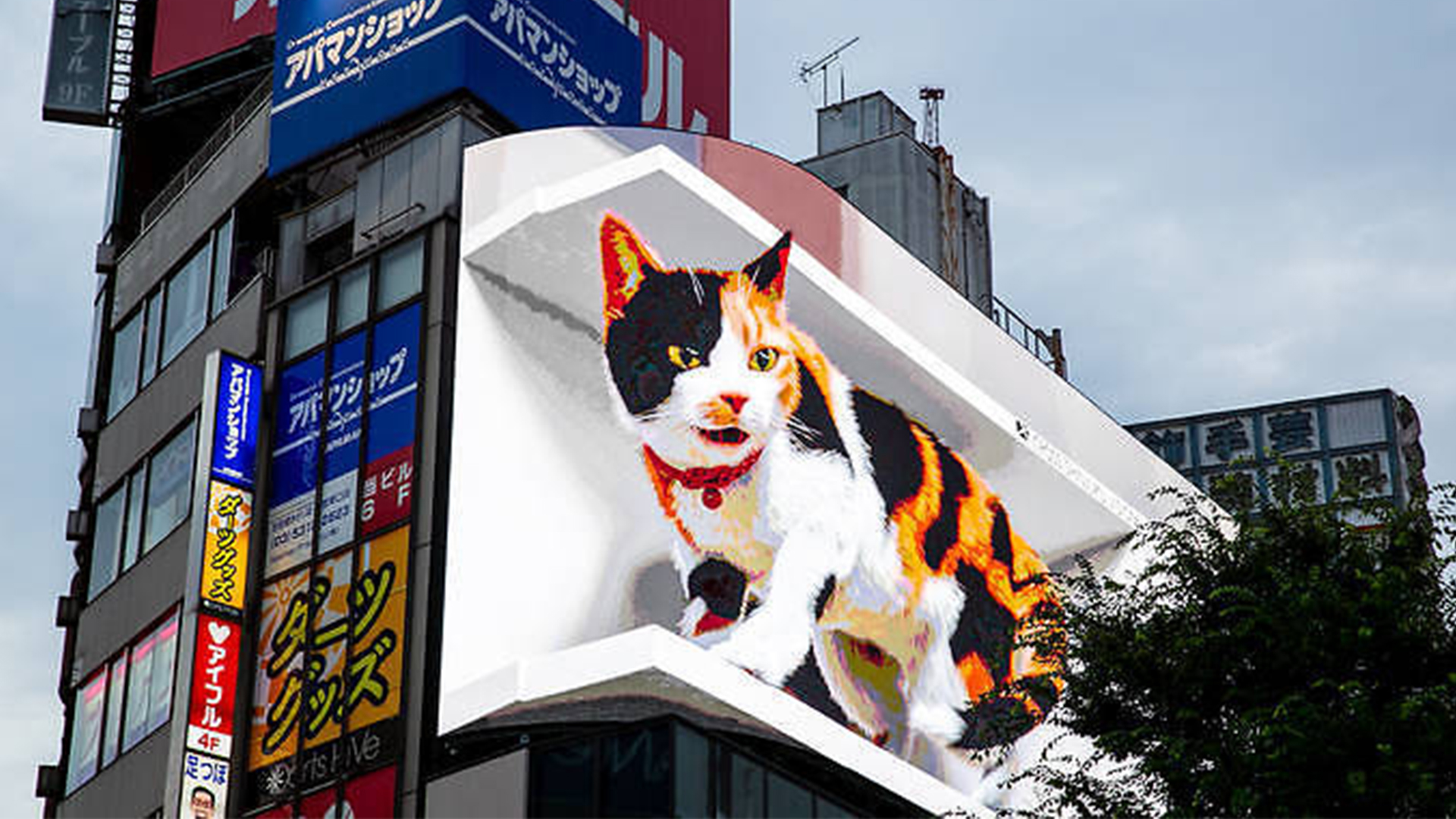 Panneau d'affichage 3D d'Obi-Wan Kenobi 3 Panneau d'affichage chat 3D