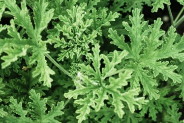 Comment cultiver et entretenir une plante de citronnelle - 8