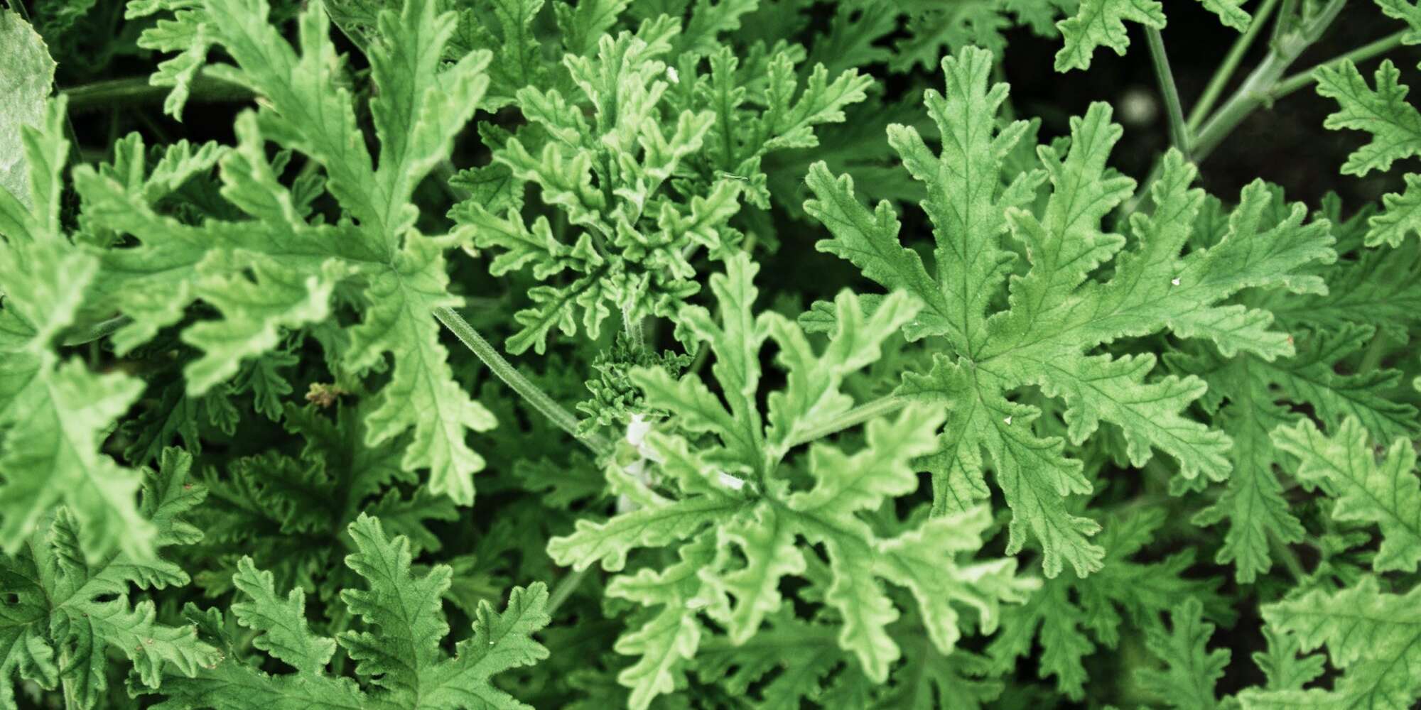 Comment cultiver et entretenir une plante de citronnelle 2 Comment cultiver et entretenir une plante de citronnelle - 1