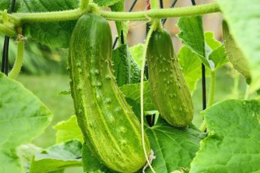 9 idées de treillis de concombre qui propulseront votre récolte de concombre vers de nouveaux sommets - 13