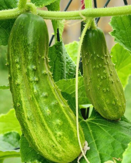 9 idées de treillis de concombre qui propulseront votre récolte de concombre vers de nouveaux sommets 2 9 idées de treillis de concombre qui propulseront votre récolte de concombre vers de nouveaux sommets - 1